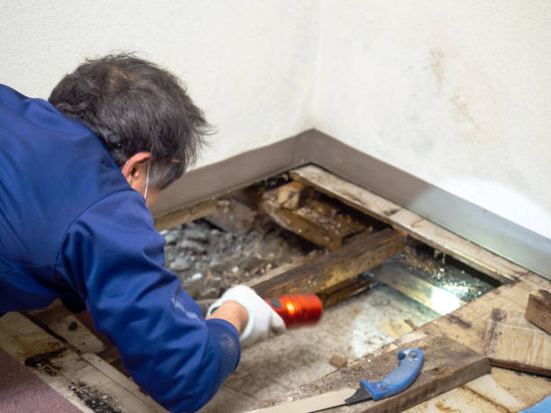 Best Attic Mold Removal  in Phoenix Lake, CA