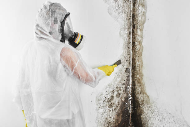 Best Commercial Mold Removal  in Phoenix Lake, CA