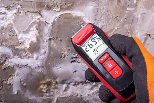 Best Mold Damage Repair  in Phoenix Lake, CA