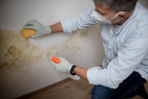 Best Crawl Space Mold Removal  in Phoenix Lake, CA
