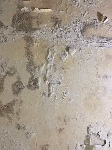 Best Mold Remediation Services  in Phoenix Lake, CA