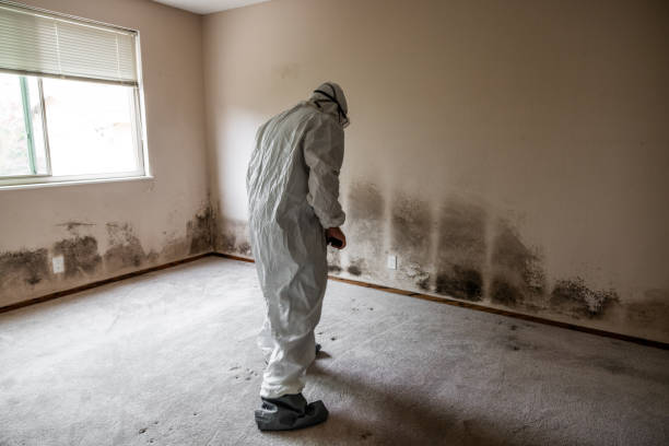 Best Mold Damage Repair  in Phoenix Lake, CA