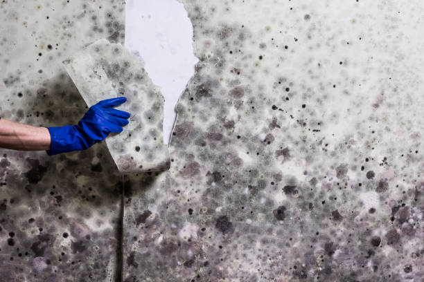 Mold Removal Process in Phoenix Lake, CA