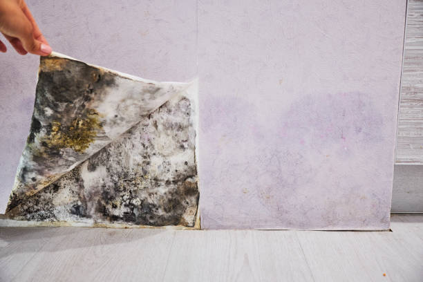 Best Mold Removal Company Near Me  in Phoenix Lake, CA